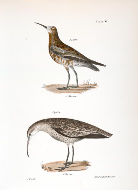 213. The Curlew Sandpiper (Tringa subarquata). 214. The Small Esquimaux Curlew (Numenius borealis).