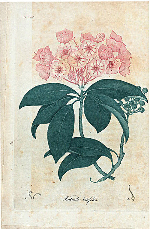 Kalmia latifolia. (Mountain laurel).