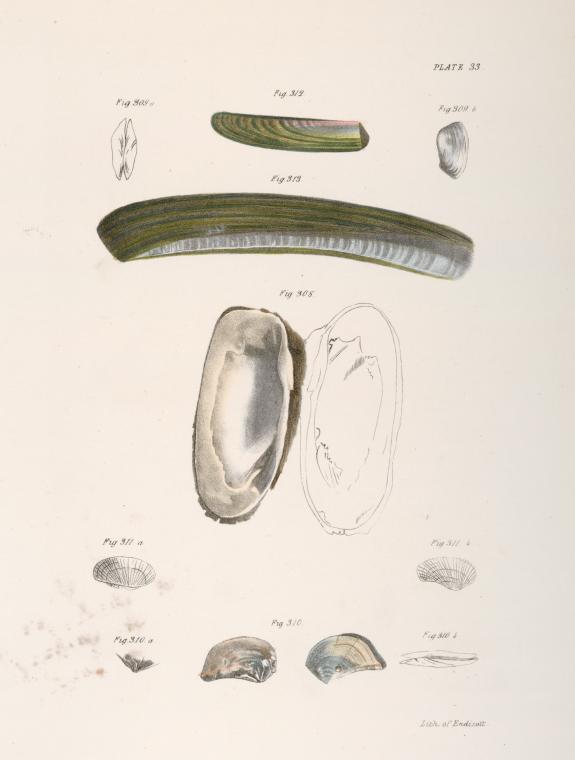 Mollusca] 308-313. [see Notes]