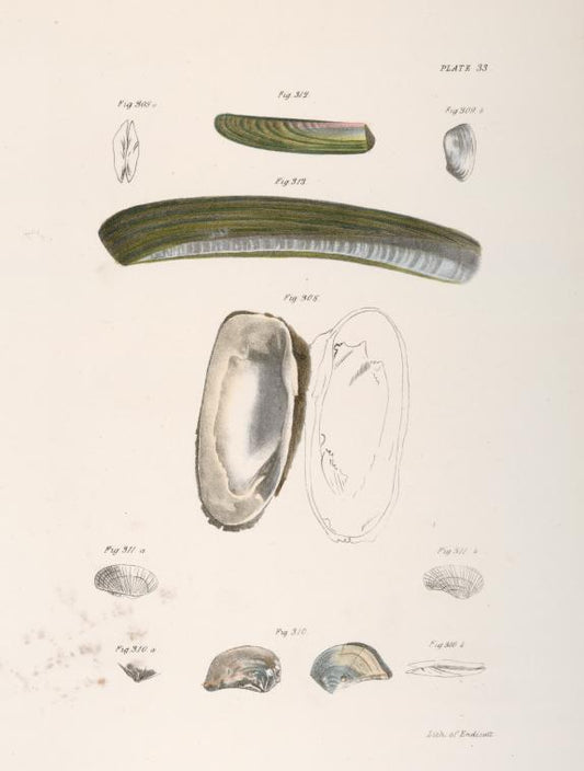 Mollusca] 308-313. [see Notes]