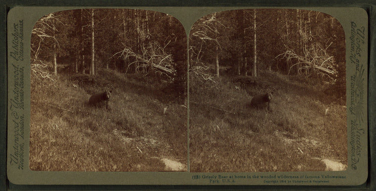 Grizzly Bear at home in the wooded wilderness of famous Yellowstone Park, U.S.A.