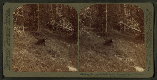 Grizzly Bear at home in the wooded wilderness of famous Yellowstone Park, U.S.A.
