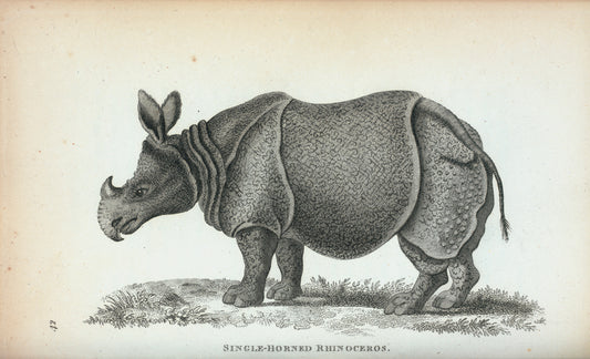 Single-horned Rhinoceros.