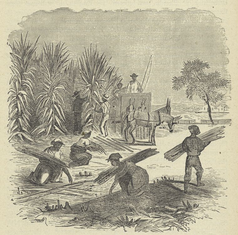 Gathering sugar - cane.