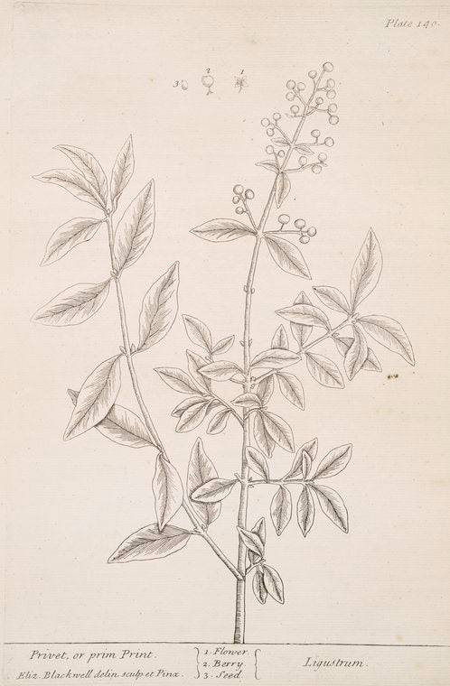 Privet, or prim print.