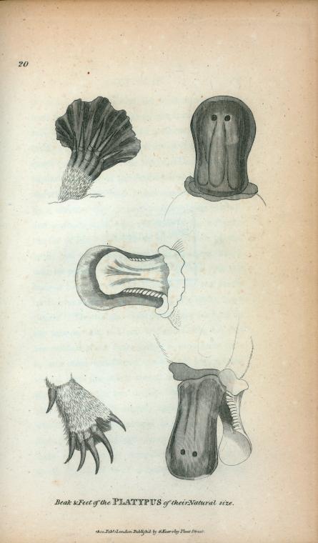 Beak and feet of the Platypus of their Natural size.