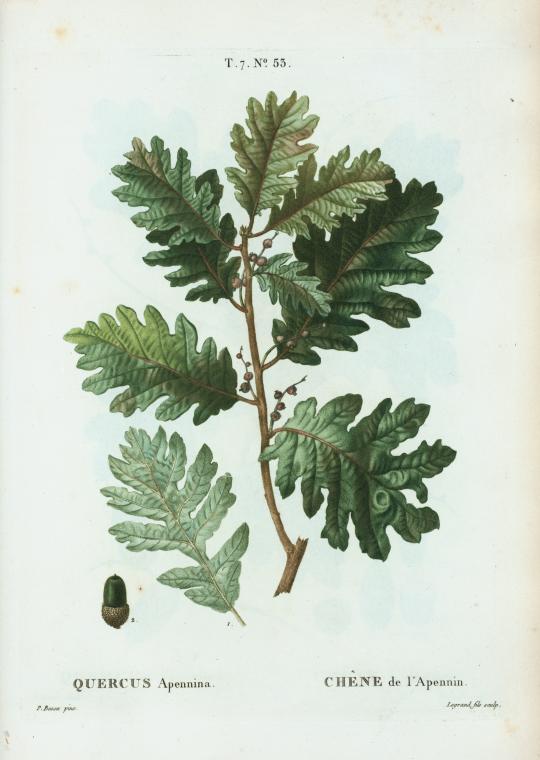 Quercus Apennina = Chéne de Apennin.