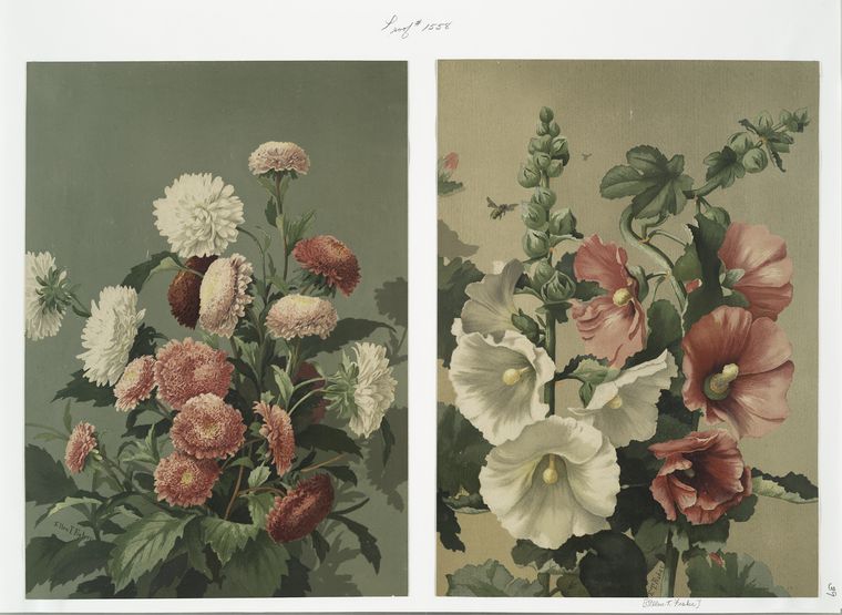 Prints depicting flowers.