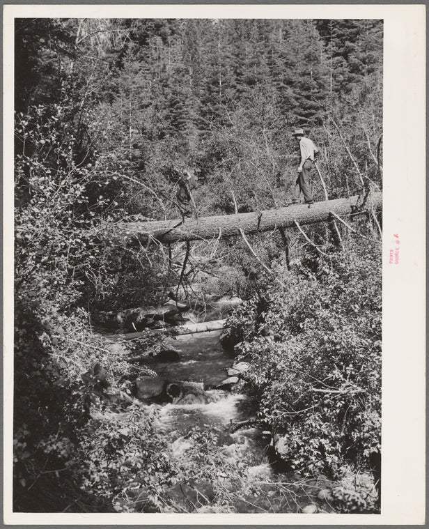 Ola, Idaho. FSA (Farm Security Administration) Ola self-help cooperative. A member in timber which is available for the sawmill