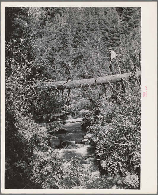 Ola, Idaho. FSA (Farm Security Administration) Ola self-help cooperative. A member in timber which is available for the sawmill