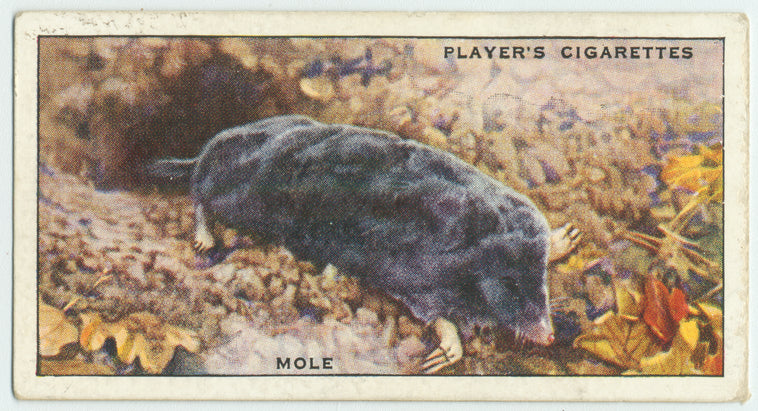 Mole.