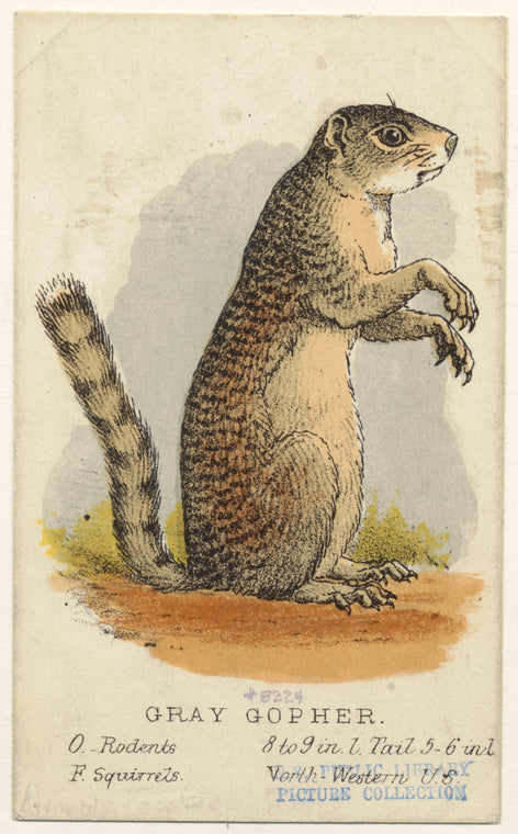 Gray gopher