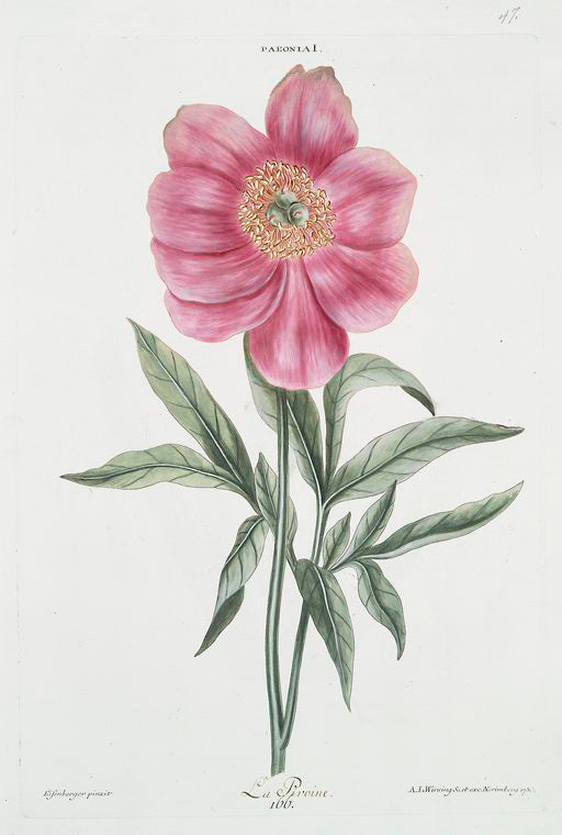 Paeonia I = La Pivoine. [Peony]