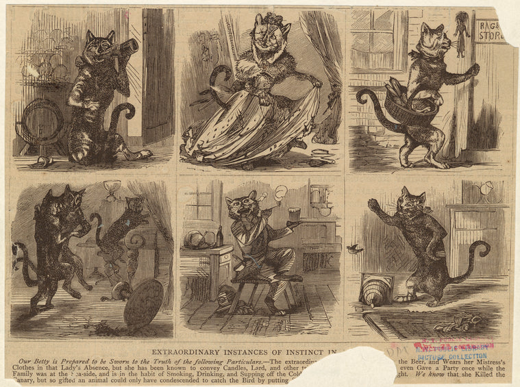 Cats engaged in various forms of human behavior