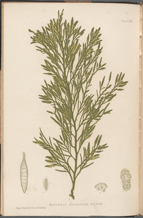 Plate CXXX: Halidrys siliquosa, Lyngb.