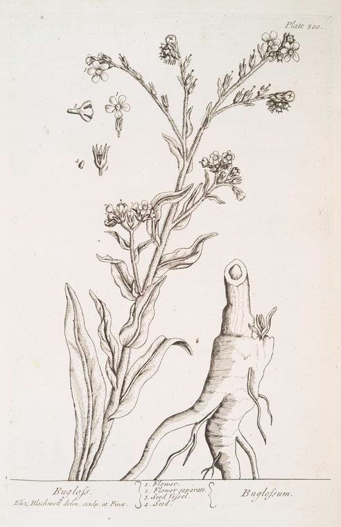 Bugloss.