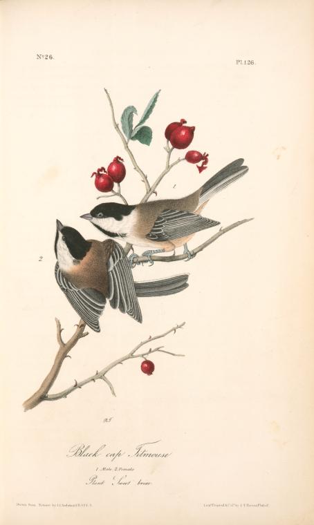 Black-cap Titmouse, 1. Male 2. Female (Plant. Sweet briar.)