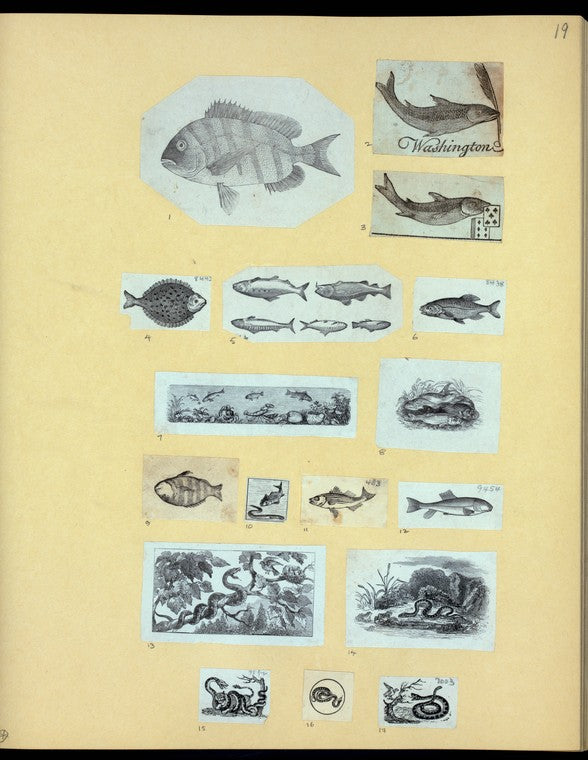 Scrap Book, Volume 6, p.19