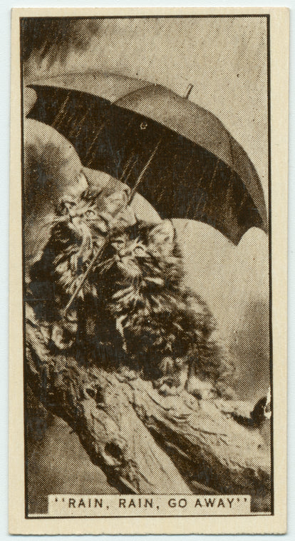 'Rain, rain, go away.'