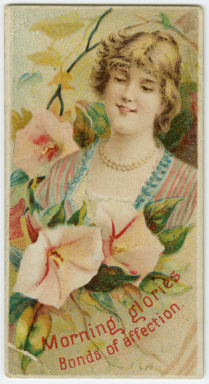 Morning glories, bonds of affection.