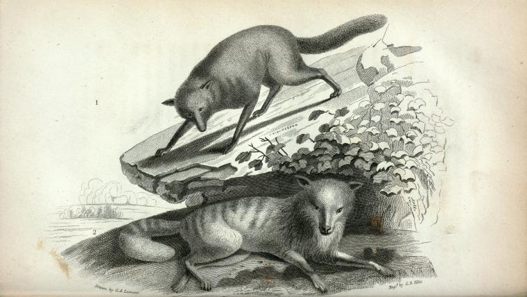 1. Common Wolf; 2. Dusky Wolf.