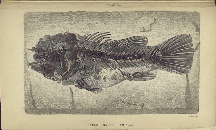 Cyclopoma spinosum, Agass.