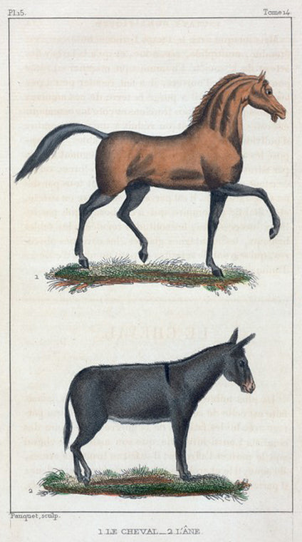 1. Le Cheval. 2. L'Âne.