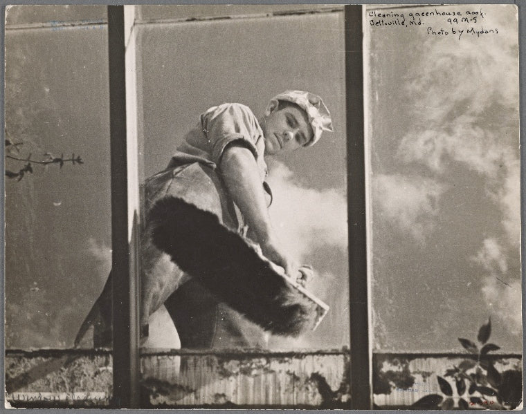 Cleaning greenhouse roof. Prince Georges County, Beltsville, Maryland.
