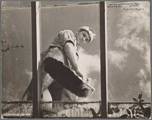 Cleaning greenhouse roof. Prince Georges County, Beltsville, Maryland.