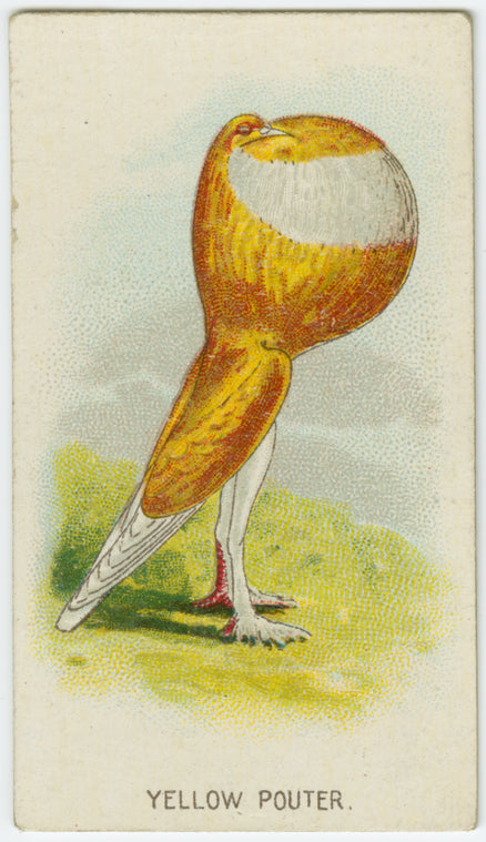 Yellow pouter.