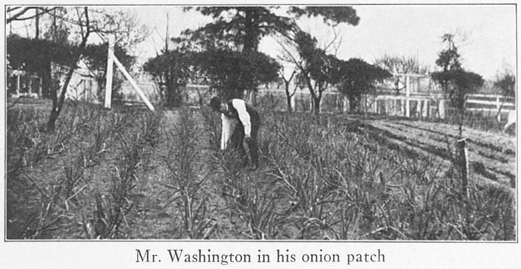 Mr. Washington in his onion patch.
