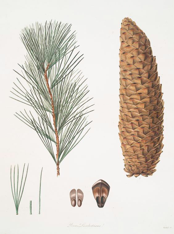 Pinus lambertiana (leaves, cones and seeds)