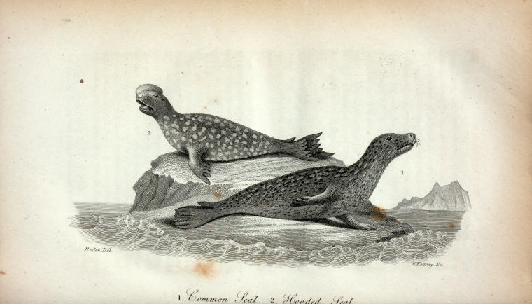 1. Common Seal; 2. Hooded Seal.