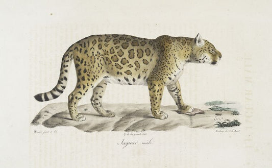 [Carnivores] Jaguar mâle