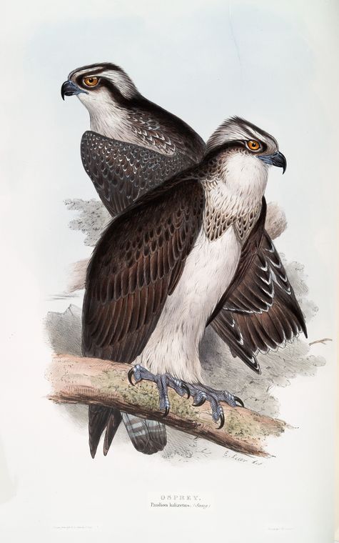 Osprey