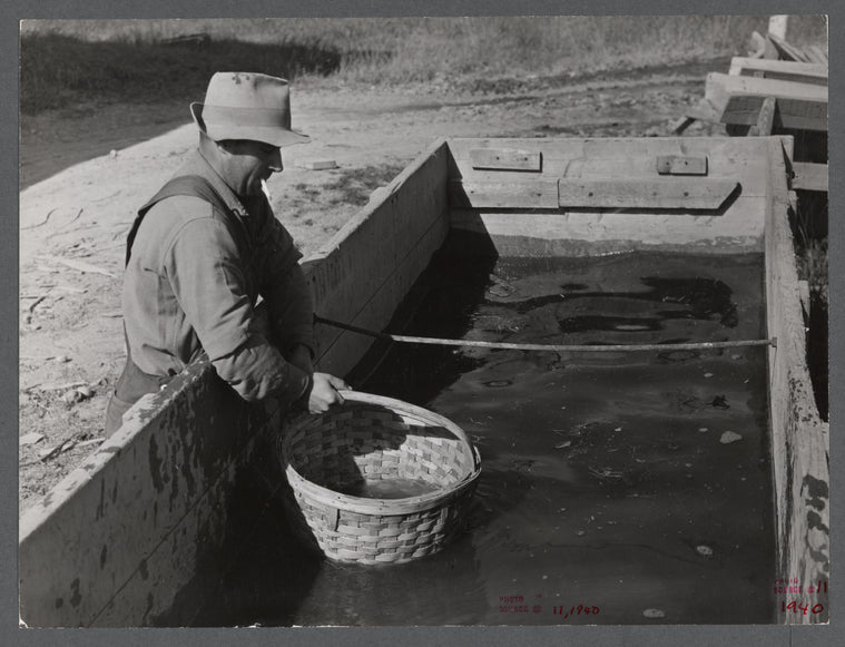 Baskets used for gathering potatoes are dipped in an acid bath as a preventive measure against bacterial wilt and other diseases. On Woodman Potato Company Farm, eleven miles north of Caribou, Maine.