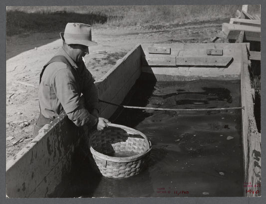 Baskets used for gathering potatoes are dipped in an acid bath as a preventive measure against bacterial wilt and other diseases. On Woodman Potato Company Farm, eleven miles north of Caribou, Maine.
