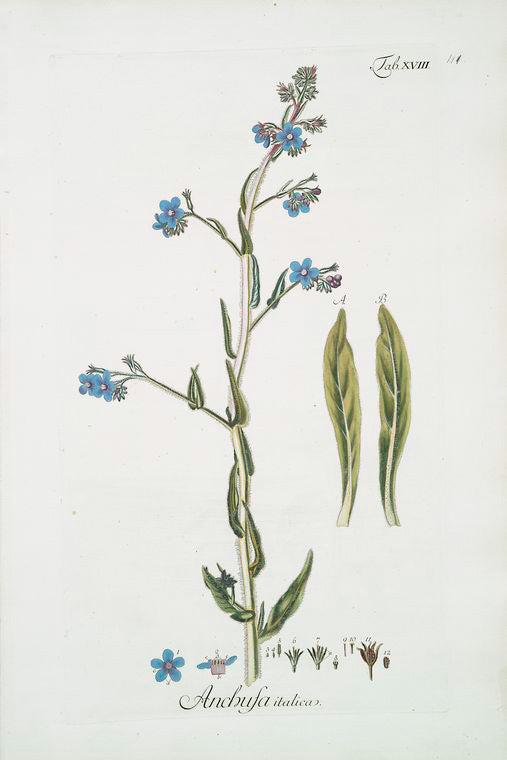 Anchusa italica [Garden Anchusa, Italian Bugloss, Large Blue Alkanet].
