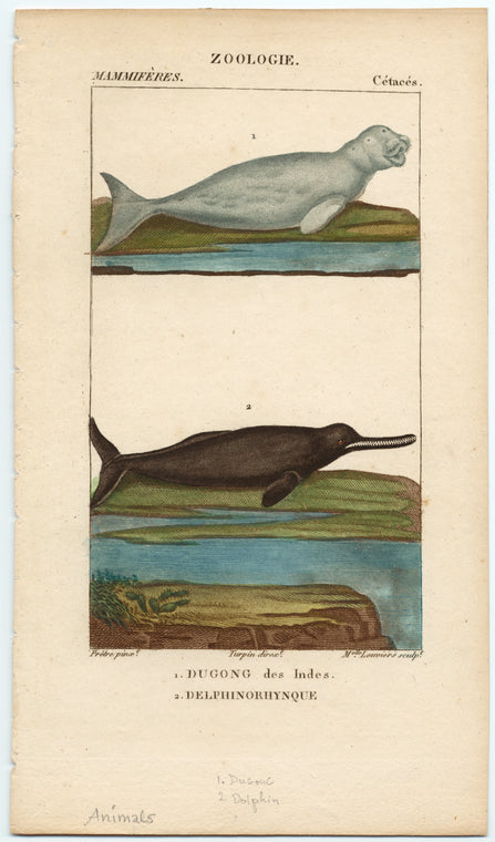 Dugong des Indes ; Delphinorhynque