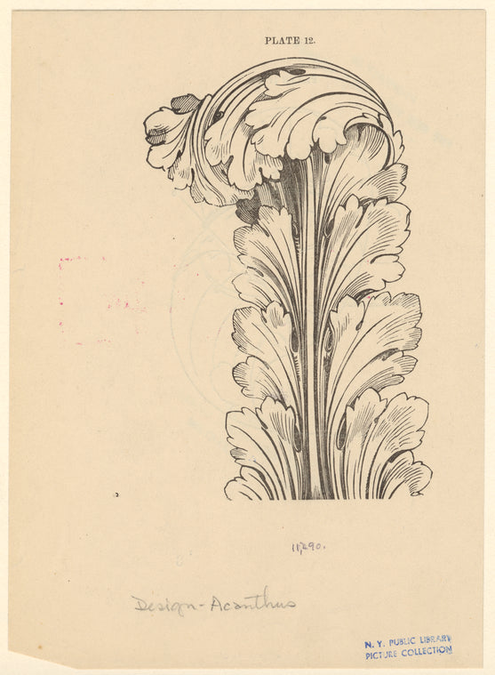 Acanthus