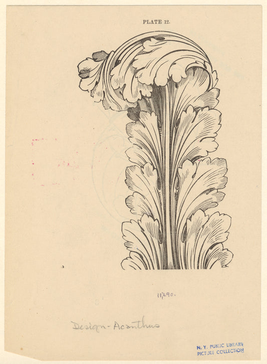 Acanthus