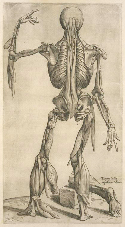 Decima tertia musculorum tabula.
