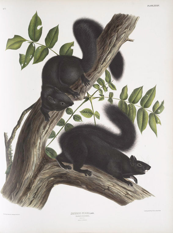 Sciurus niger, Black Squirrel. Natural size. 1. Male, 2. Female.