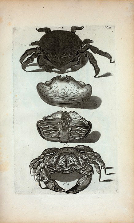 1. Cancer Lanosus; 2. 3. Cancer Calappoides;  4. Cancer Æneus.