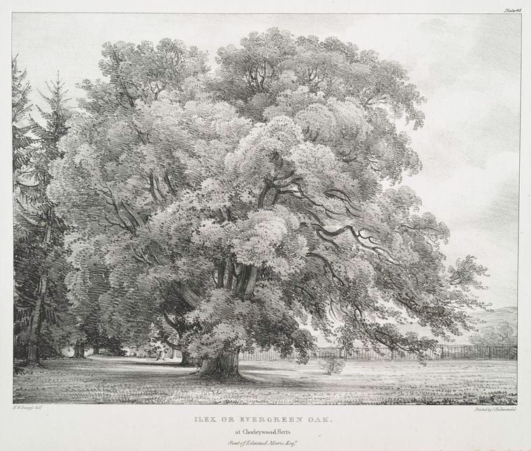 Ilex or Evergreen Oak, at Chorleywood, Herts, Seat of Edmond Morris Esqr.