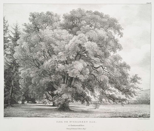 Ilex or Evergreen Oak, at Chorleywood, Herts, Seat of Edmond Morris Esqr.