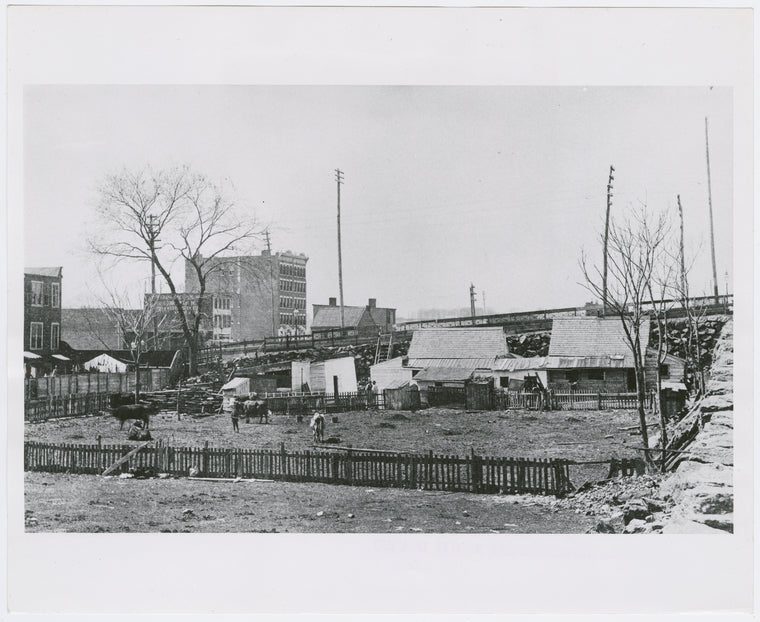 "City Dairy" (cow pasture) at East 116th Street and Fourth Avenue