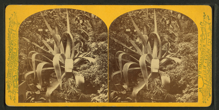View of an agave plant.