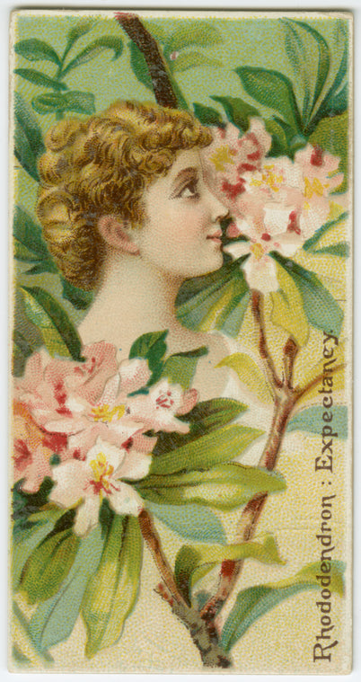 Rhododendron, expectancy.