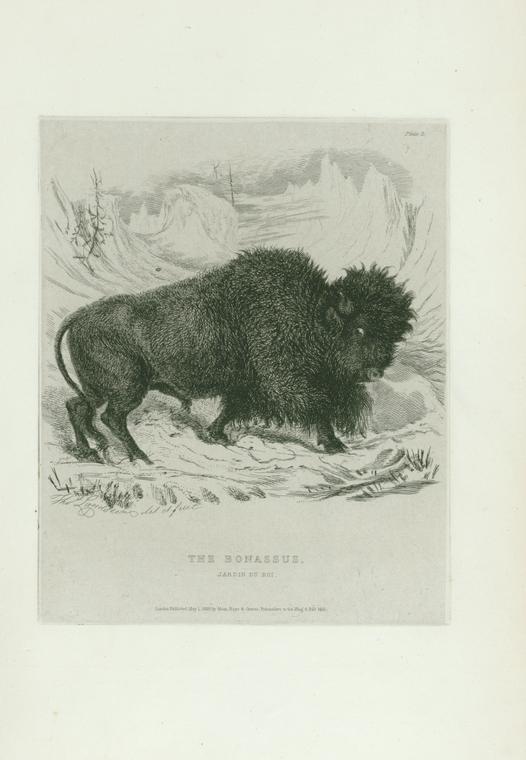 The Bonassus